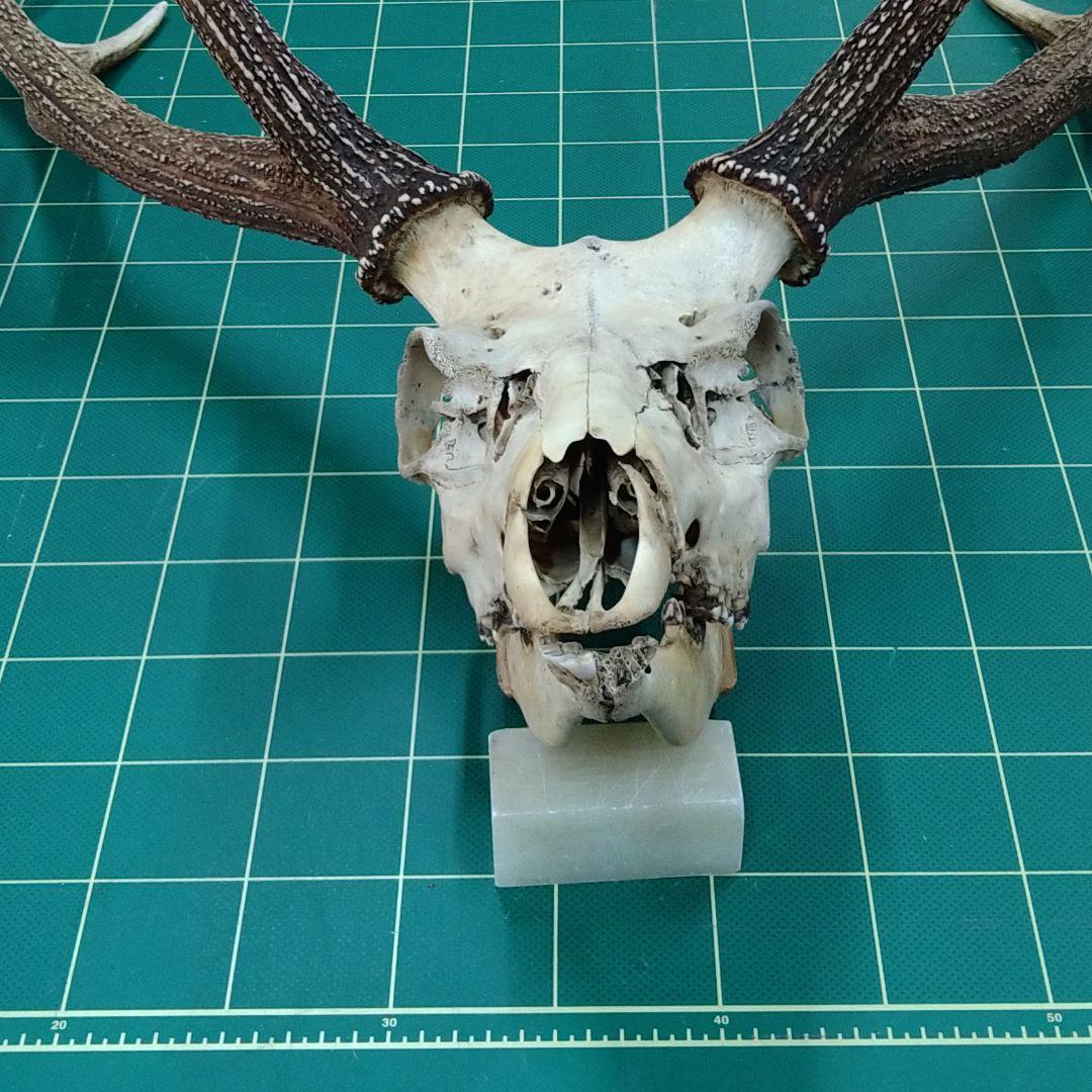 激レア　４又５尖　ニホンジカ頭骨　下顎付き