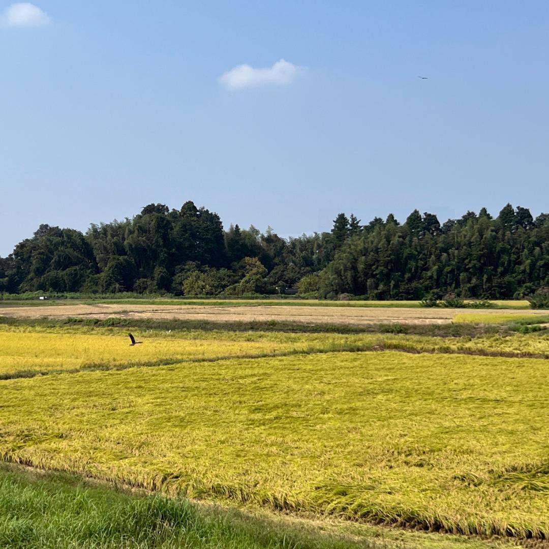 白米10kg◇令和７年産コシヒカリ白米10キロ◇栃木県産新米