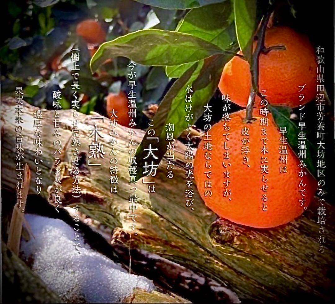 せぶん! 温州みかん 樹熟大坊みかん 秀品(贈答品同様)2Sサイズ10kg