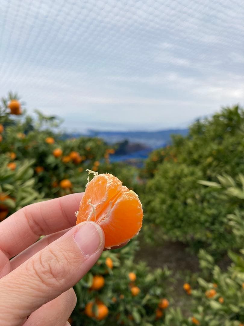 せぶん! 温州みかん 樹熟大坊みかん 秀品(贈答品同様)2Sサイズ10kg