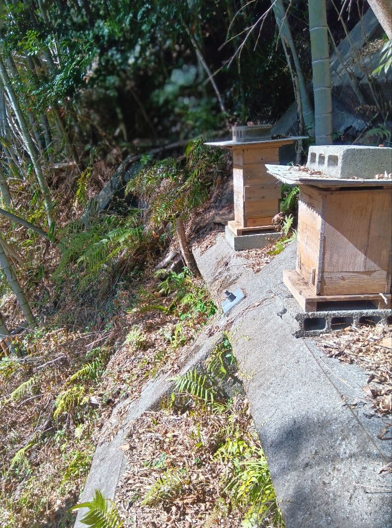 ニホンミツバチ　南国土佐の百花蜜　無添加　無加工　たれ蜜