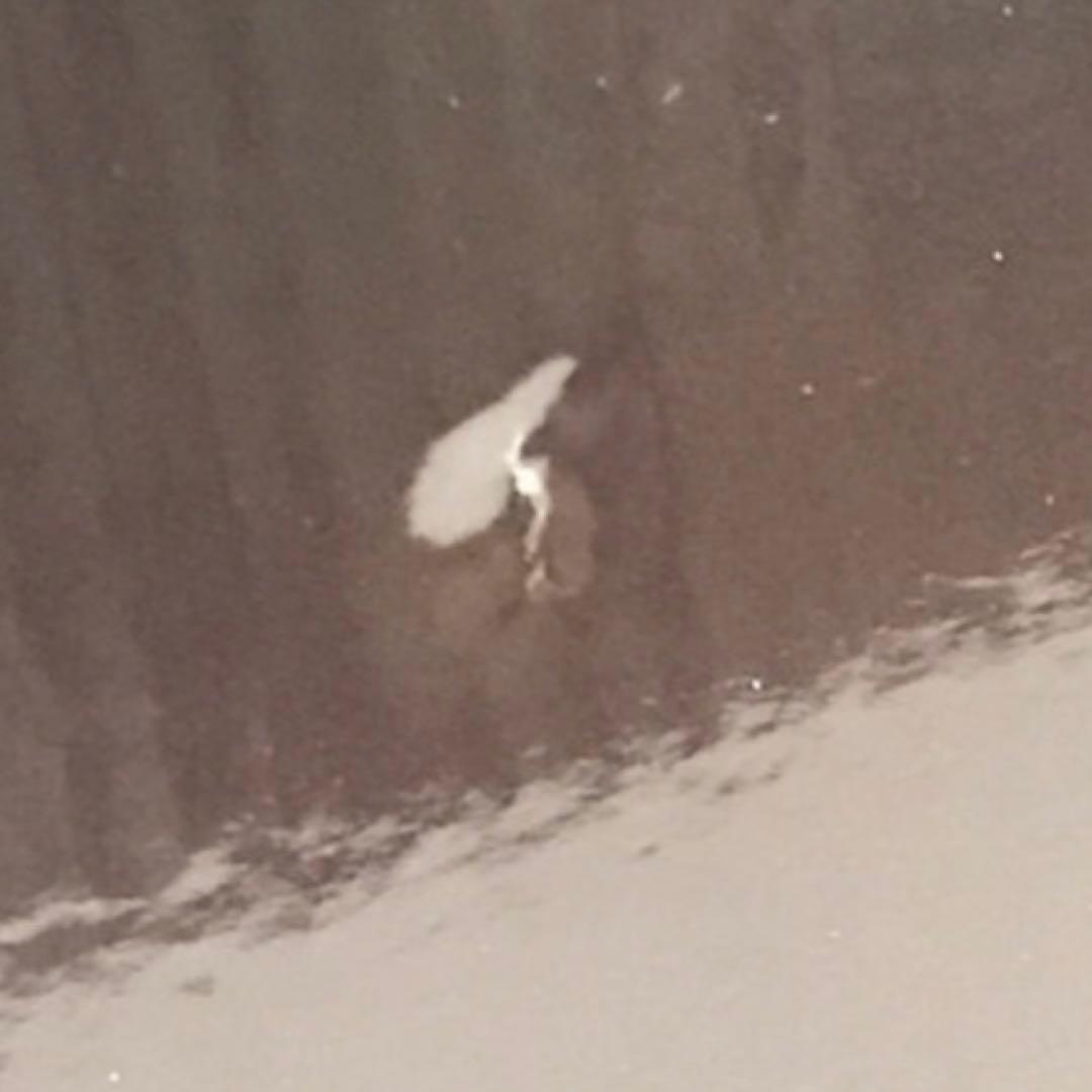 呪術廻戦 宿儺1/7スケール フィギュア 新品未開封