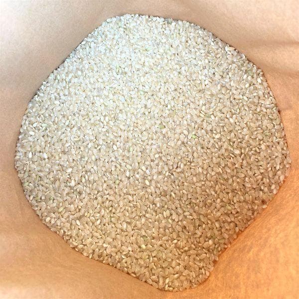 農家保有米 令和7年産 コシヒカリ 15kg(5kg×3) 玄米 15キロ 新米
