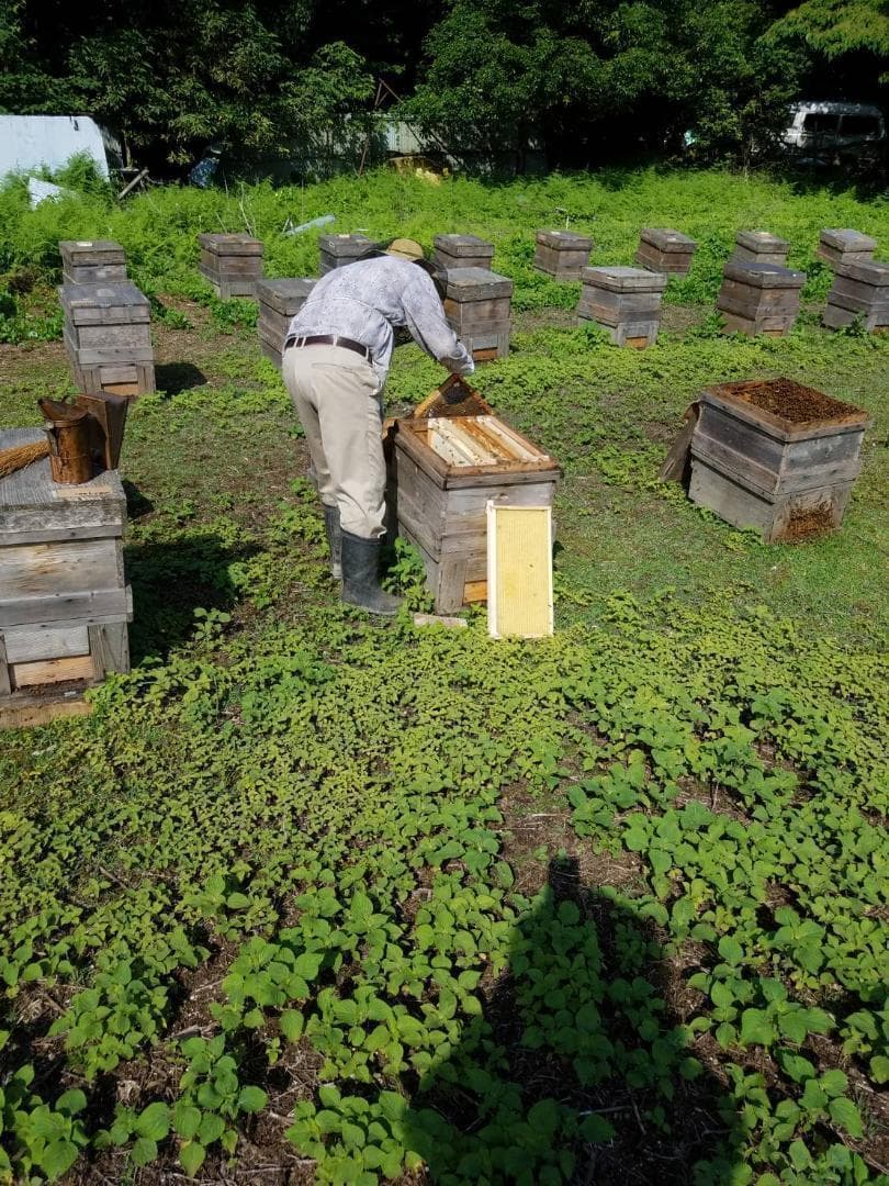 つかもと はちみつ 完熟 生 国産 純粋蜂蜜 無添加 非加熱 600g 24個