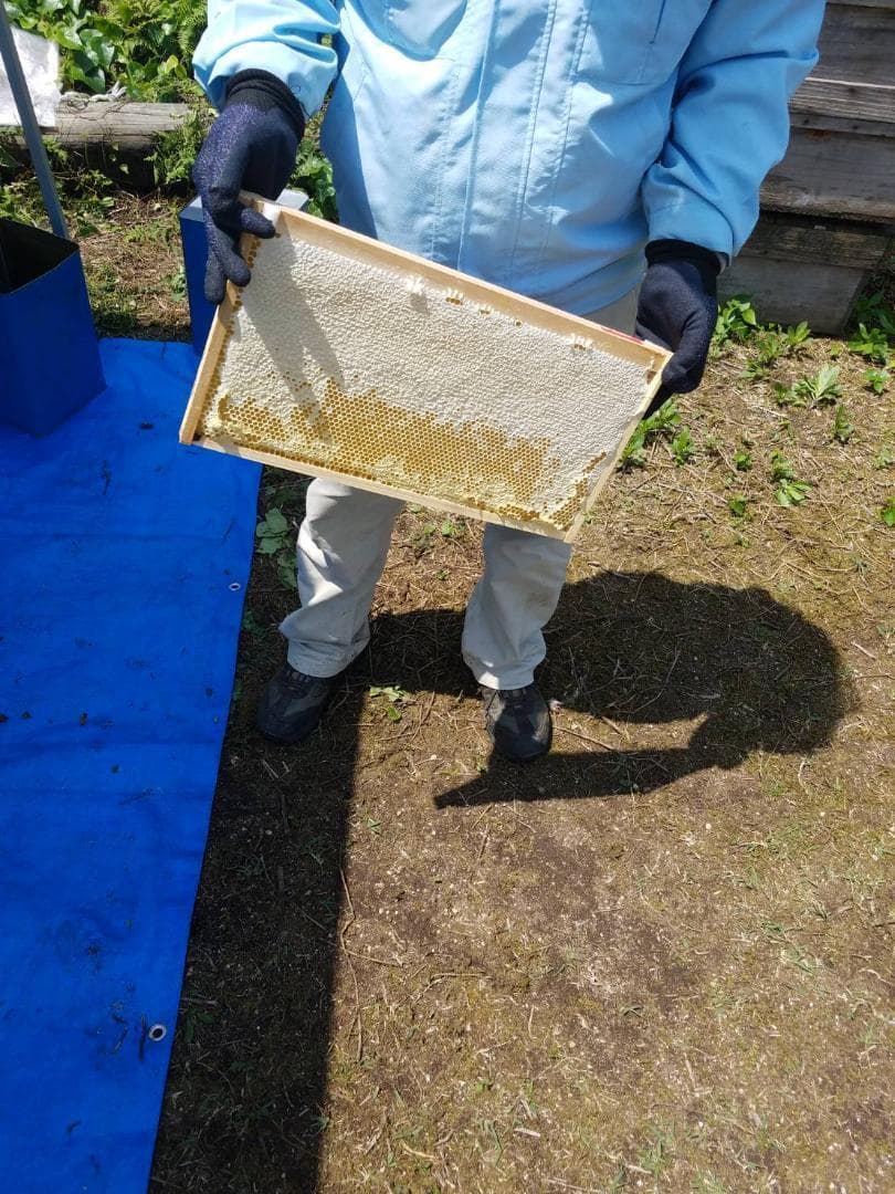 つかもと はちみつ 完熟 生 国産 純粋蜂蜜 無添加 非加熱 600g 24個