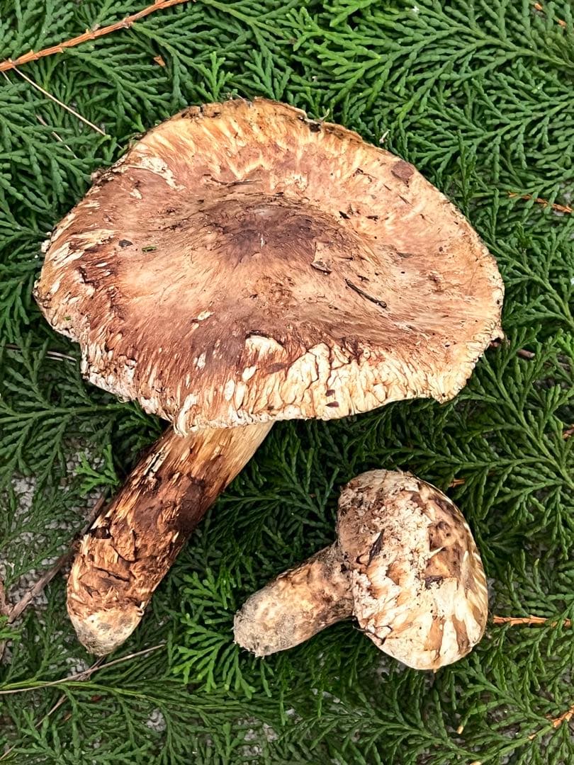 専用松茸国産山口県産　約220g 11月11日収穫 12日17時迄の購入即日発送