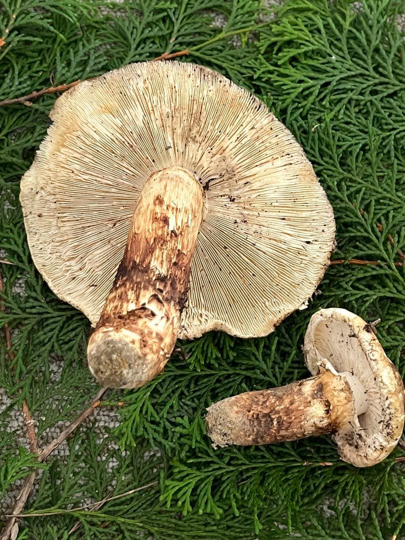 専用松茸国産山口県産　約220g 11月11日収穫 12日17時迄の購入即日発送