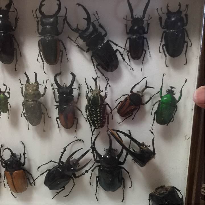 昆虫クワガタ、カブトムシ標本