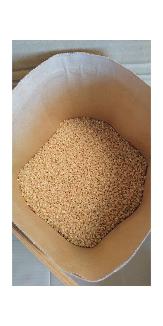 令和7年　特別栽培米コシヒカリ　10kg