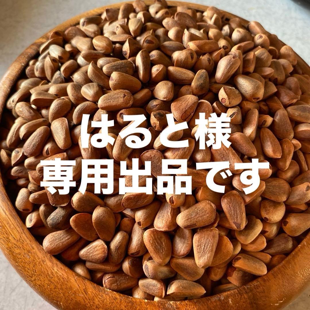 ￼朝鮮五葉松　殻付き松の実2キロその他