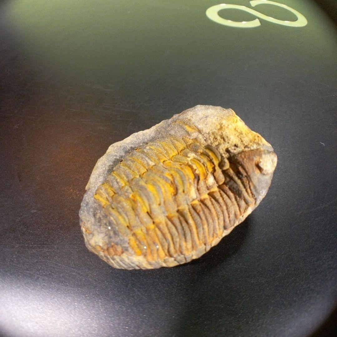 三葉虫　化石　fossil　ボリビア産　trilobite　海生動物識別⑨