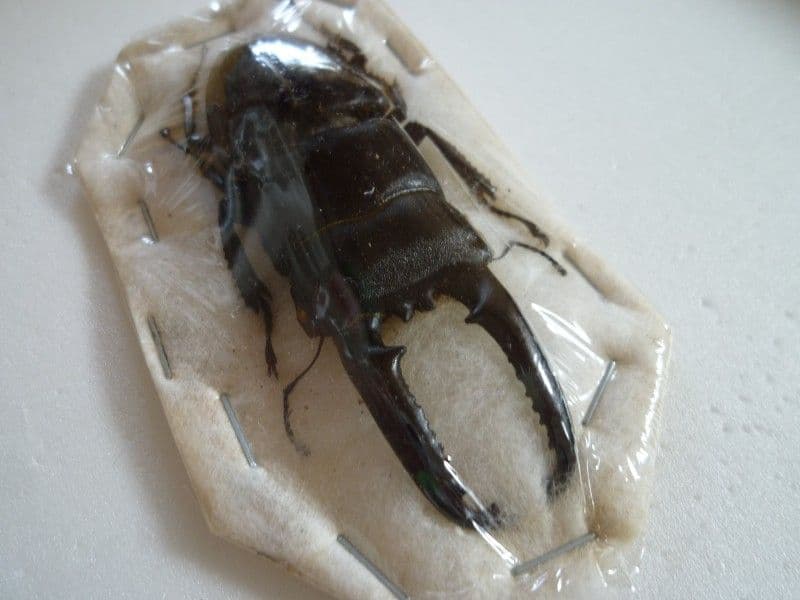 【外国産クワガタ標本】チョウセンヒラタクワガタ♂/韓国.智異山産/77.8mm
