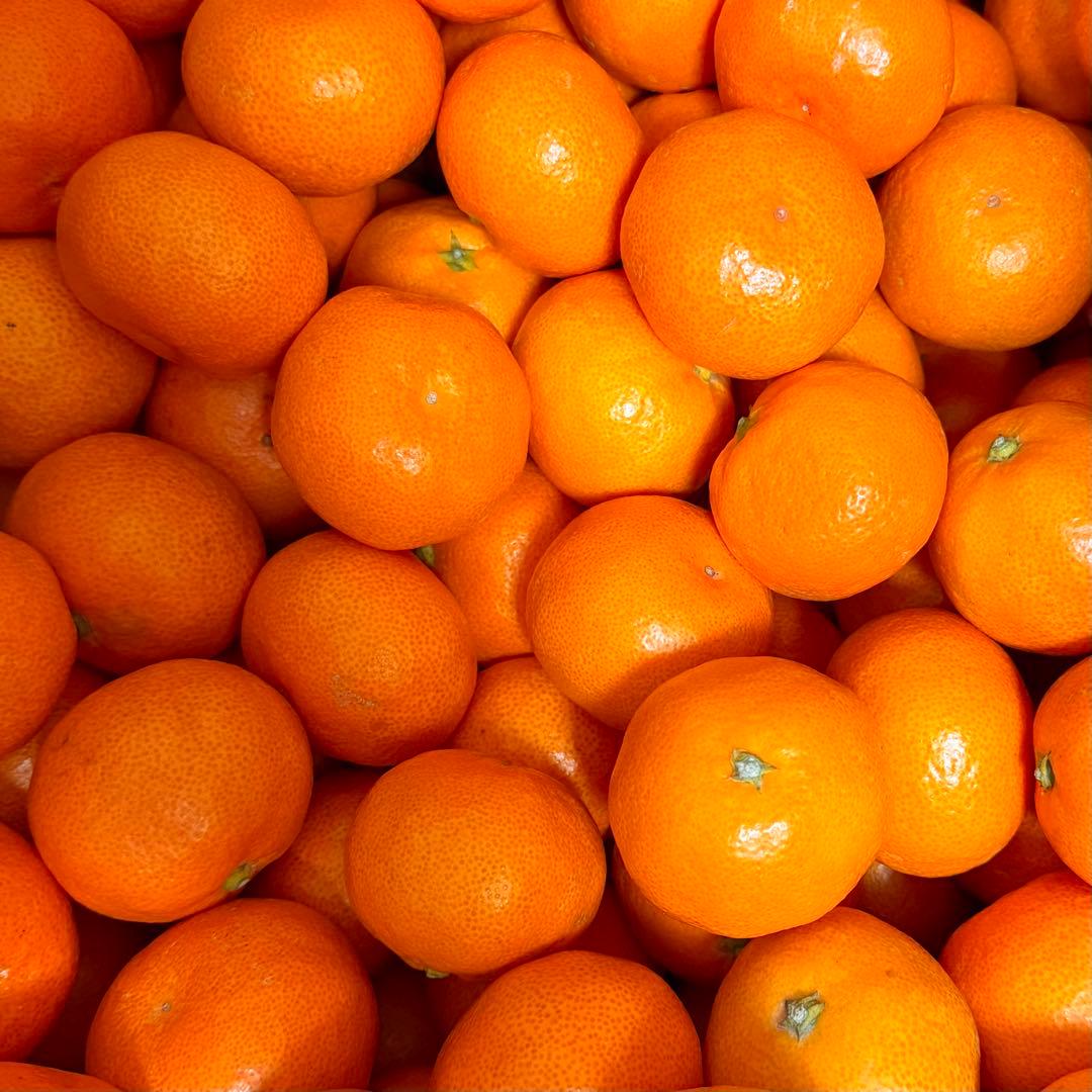 903)数量限定　甘すぎる　有田みかん　果物 　みかん　小玉　旬