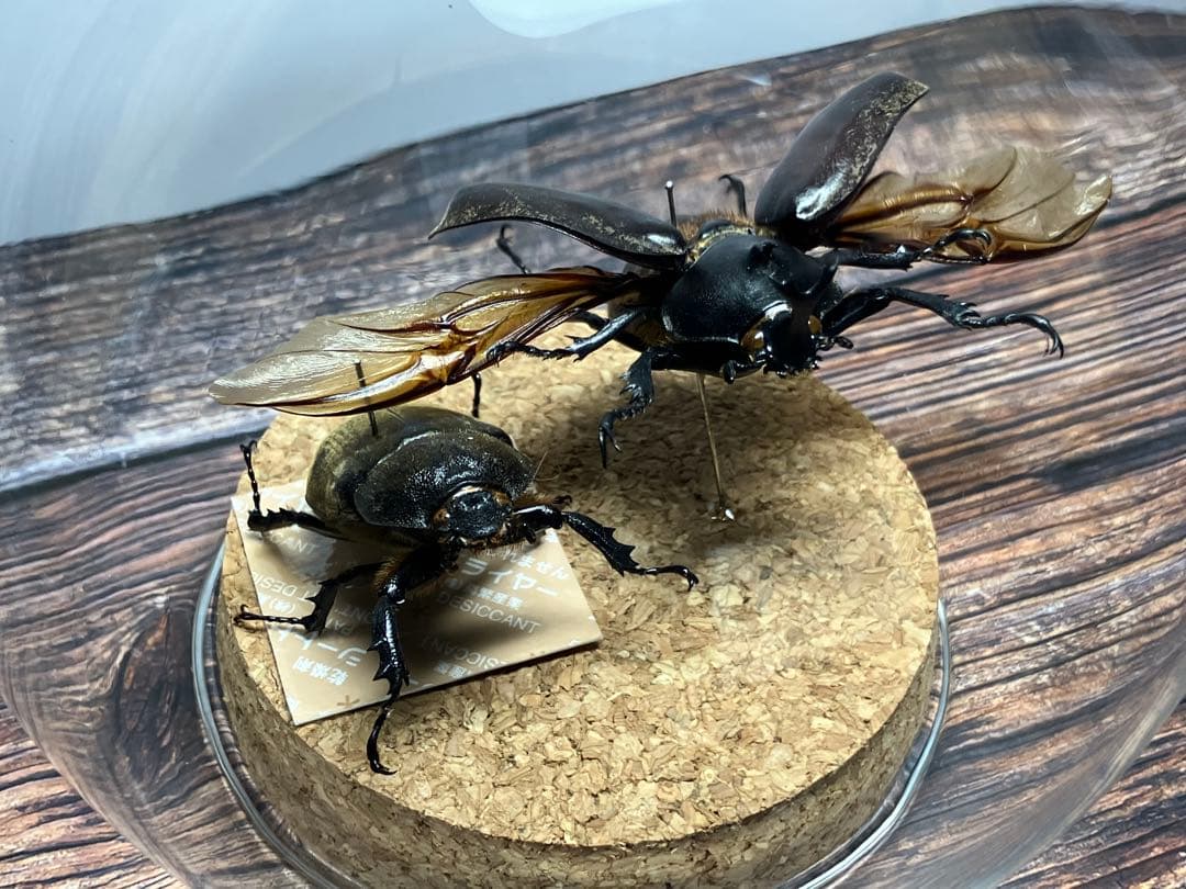 【Glass Beetle｜ヤマトカブトムシ飛翔＆固定標本 ペアGB-008】