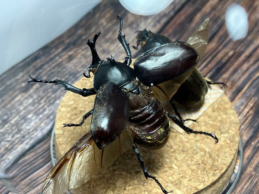 【Glass Beetle｜ヤマトカブトムシ飛翔＆固定標本 ペアGB-008】