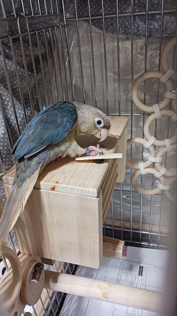 h1　あったかステージ　四角い止まり木　ヒーターいたずら防止　インコ　小動物