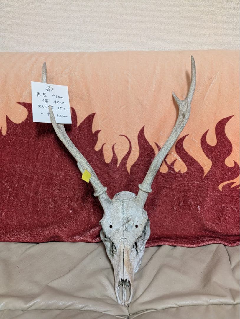 【19個限定】下栗の里　日本鹿　スカルNo.1