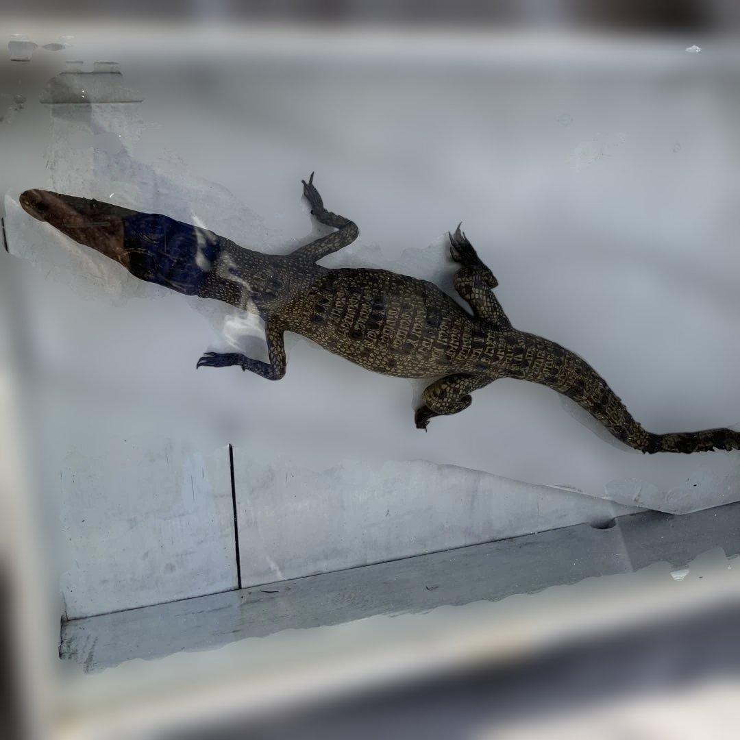 (458)メガネカイマンの幼体と言われる剥製です。