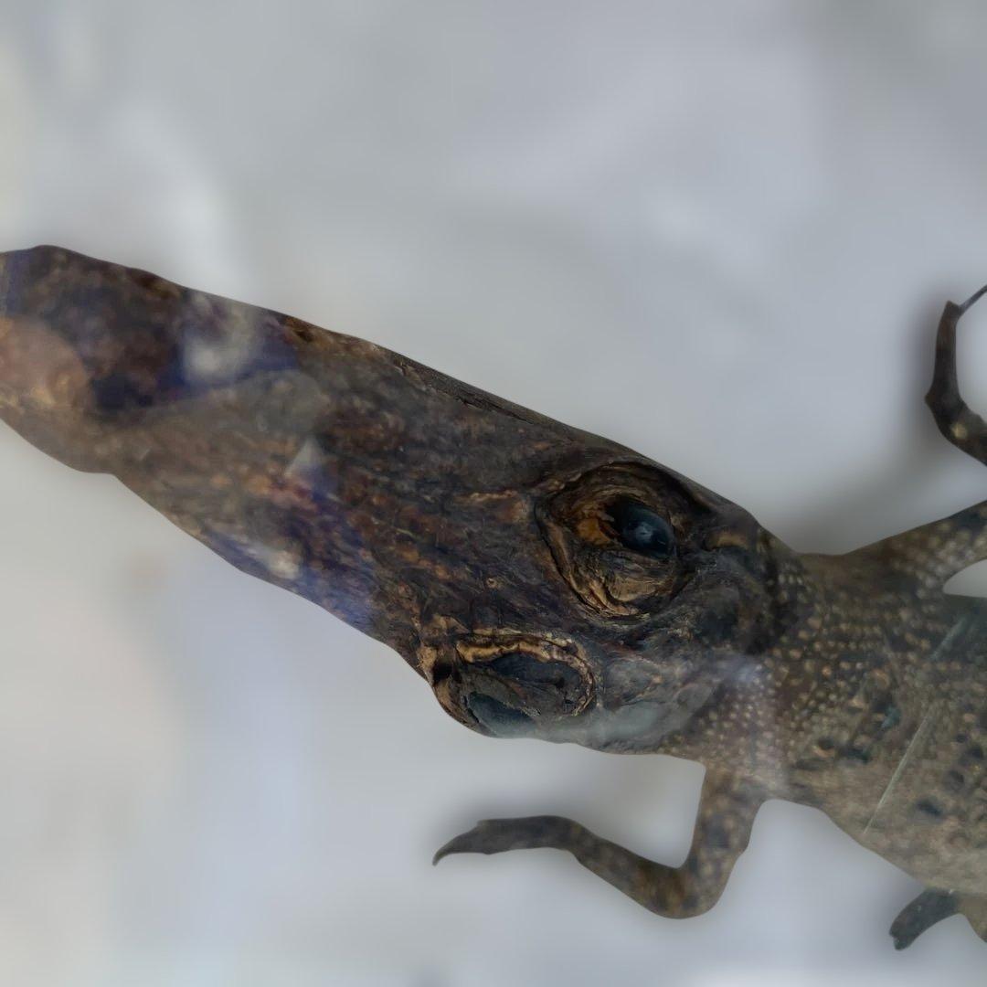 (458)メガネカイマンの幼体と言われる剥製です。