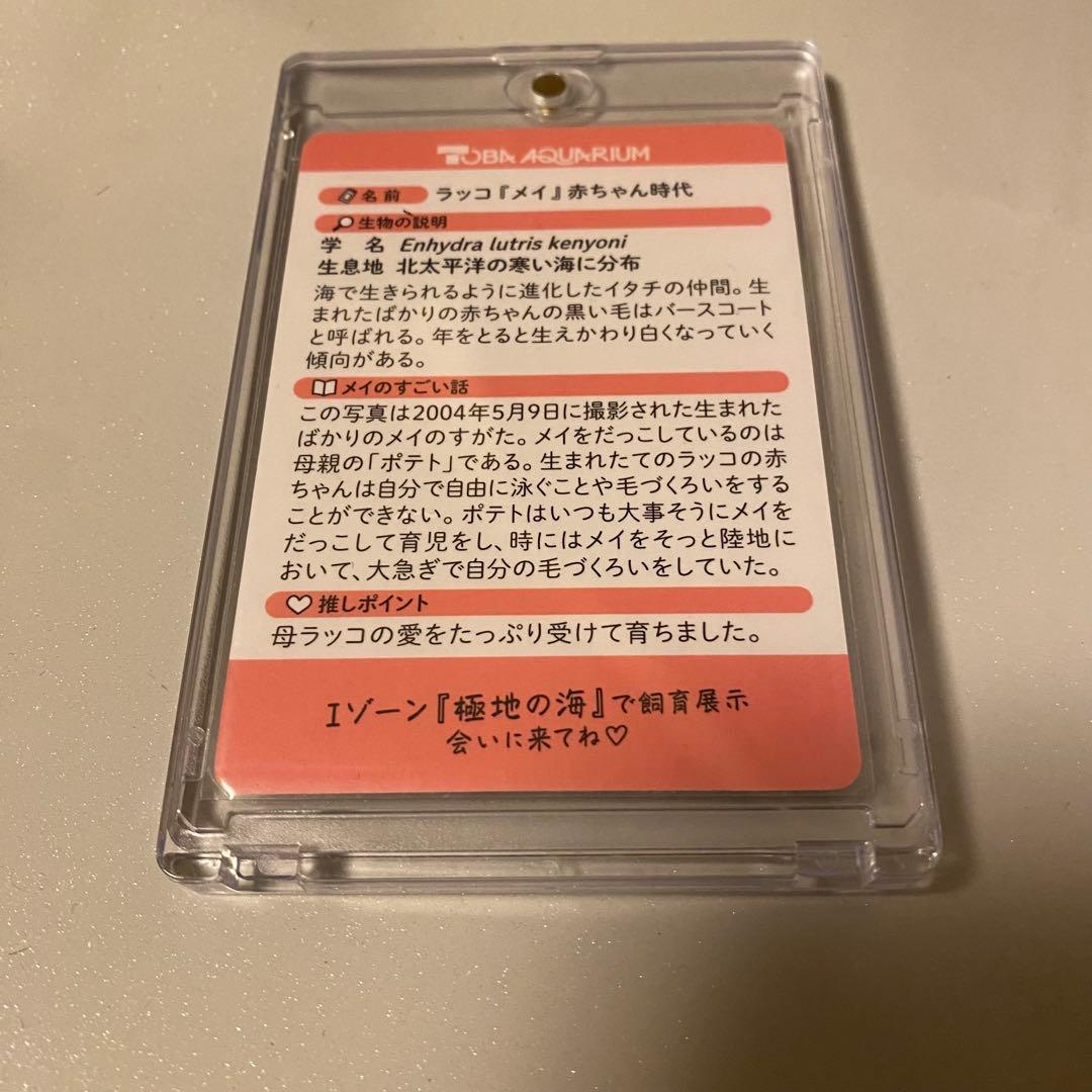 鳥羽水族館　コレクションカード　メイ
