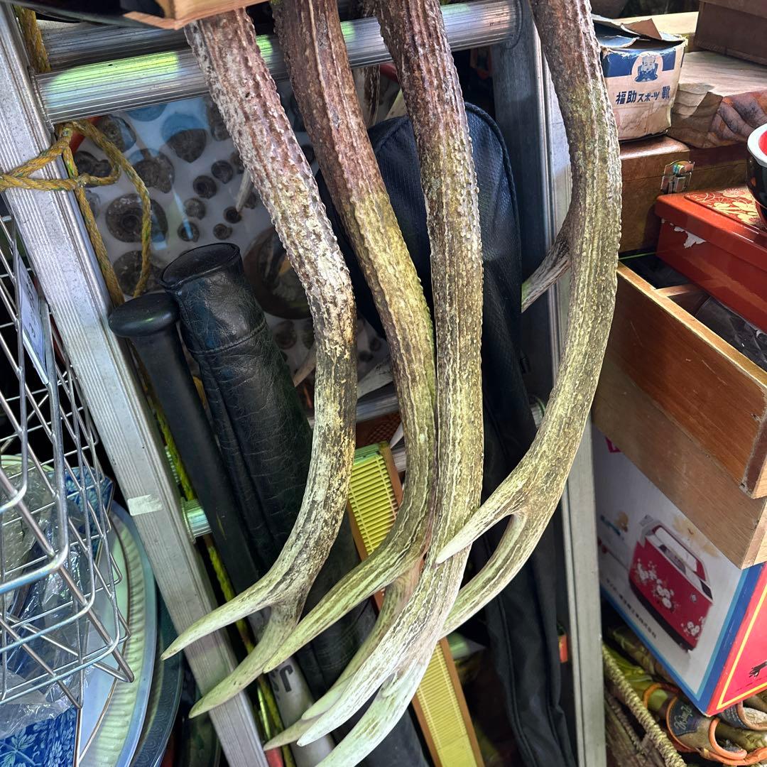 鹿の角まとめ売り10本セット