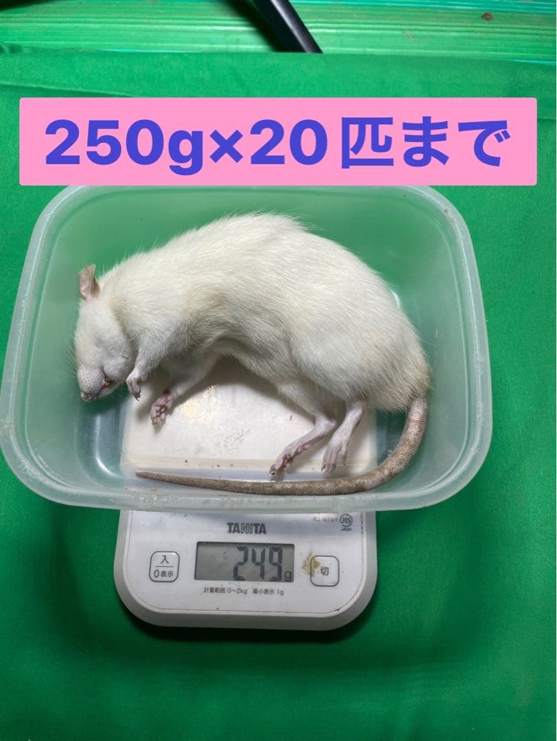 冷凍ラット 230~270g×20