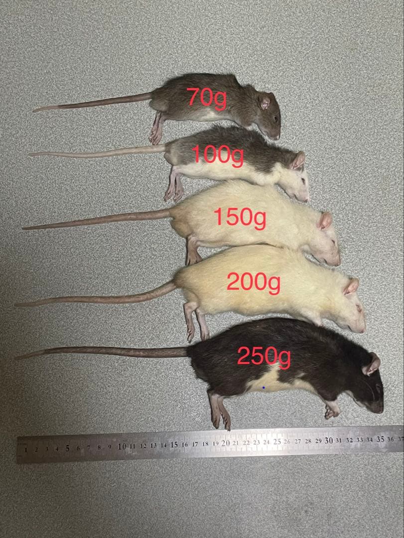 冷凍ラット 230~270g×20
