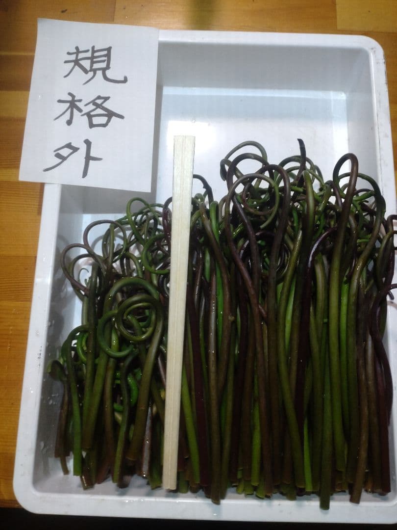 令和7年度秋田県産天然乾燥ゼンマイ500g(極太)03