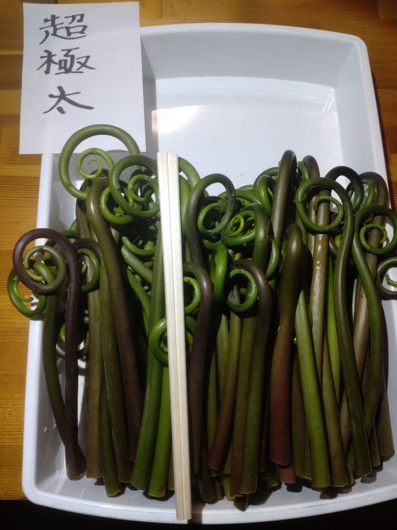 令和7年度秋田県産天然乾燥ゼンマイ500g(極太)03