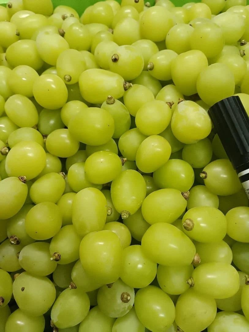 シャインマスカット増量の、徳用11キロ入りの粒バック入りになります。