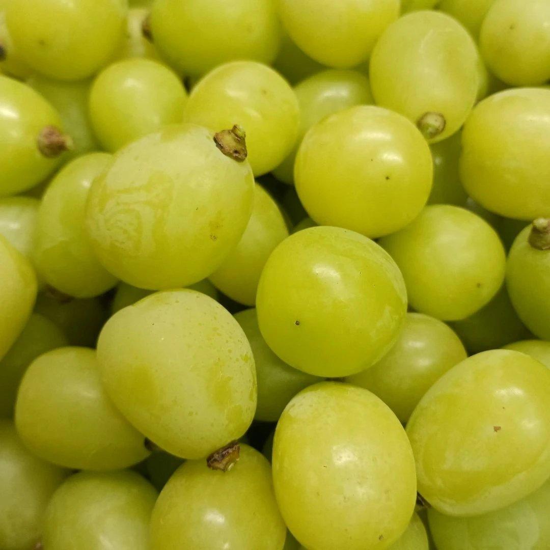 シャインマスカット増量の、徳用11キロ入りの粒バック入りになります。