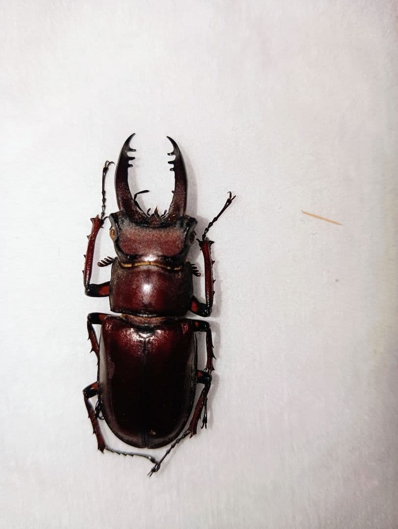 アマミミヤマ40ミリ♂（奄美大島）