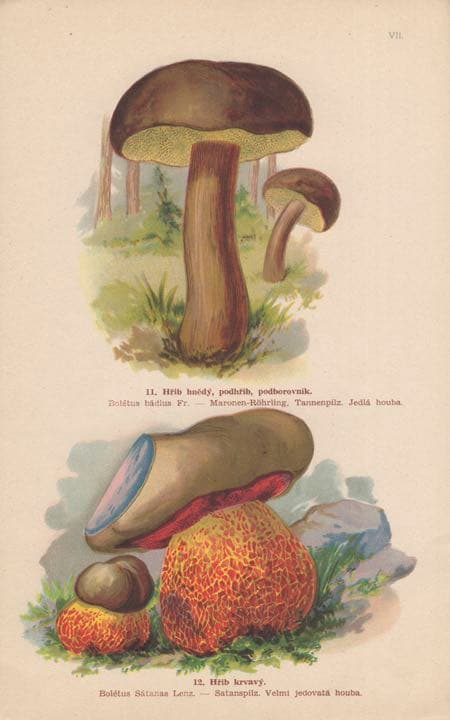 I. L. KOBER キノコ図鑑　【激レア・1900年代初頭】