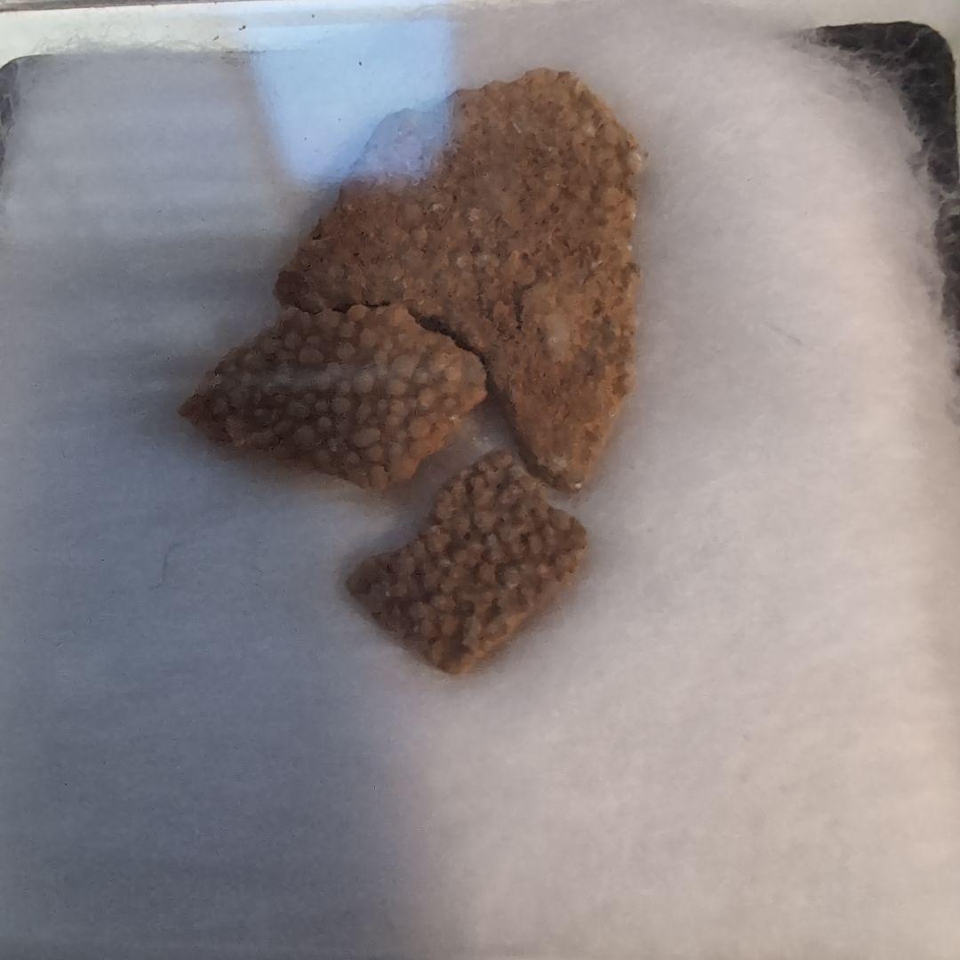 本物　恐竜　ヒプセロサウルスの卵殻の化石　フランス　ラベルケース付き