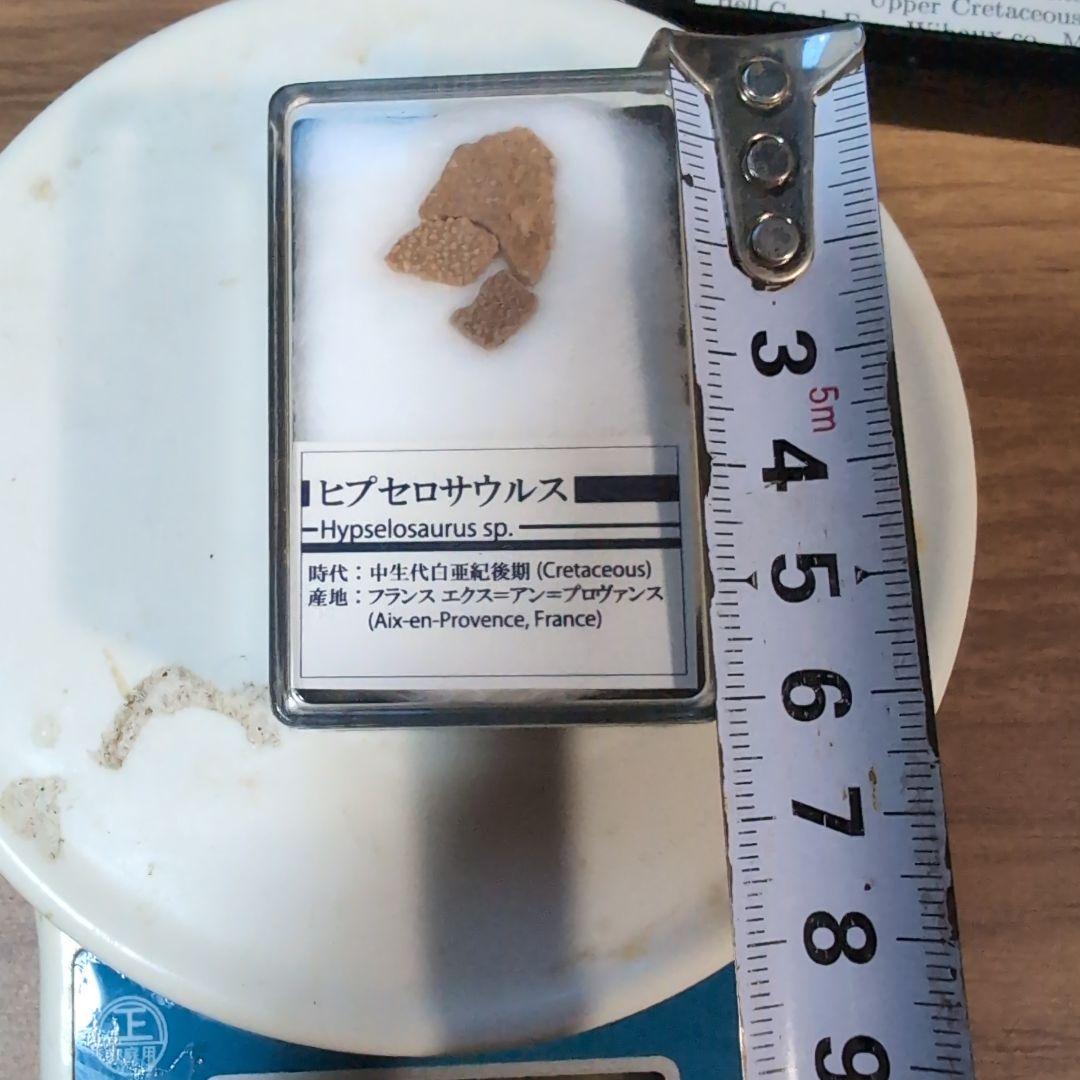 本物　恐竜　ヒプセロサウルスの卵殻の化石　フランス　ラベルケース付き