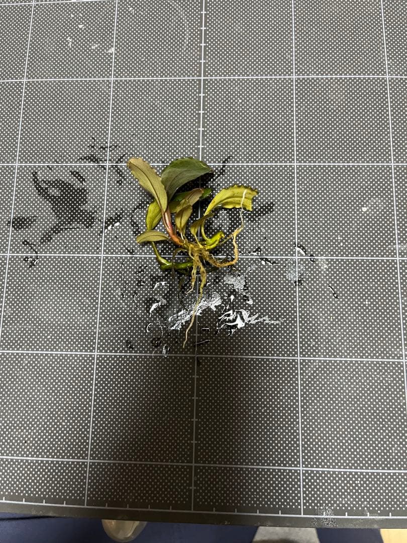 タグ付きBucephalandra sp.\"Posuk\"