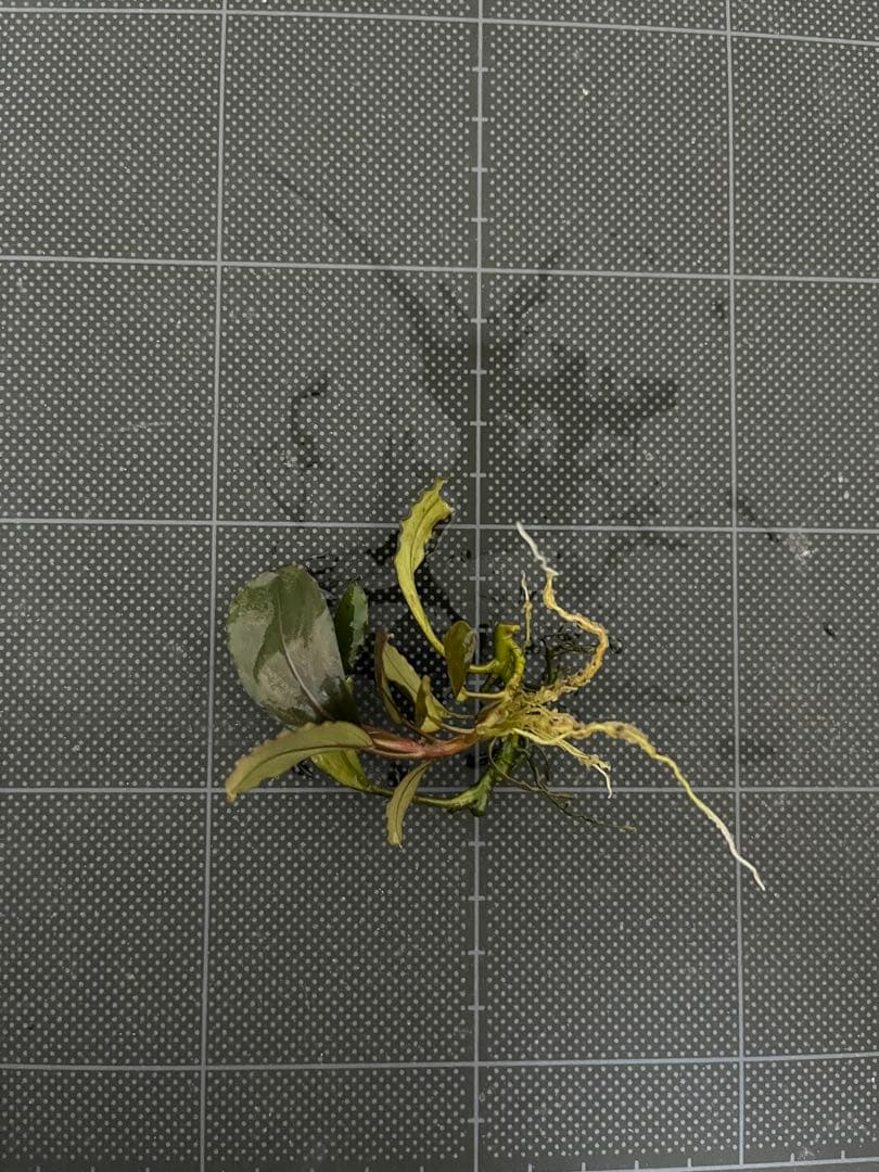 タグ付きBucephalandra sp.\"Posuk\"