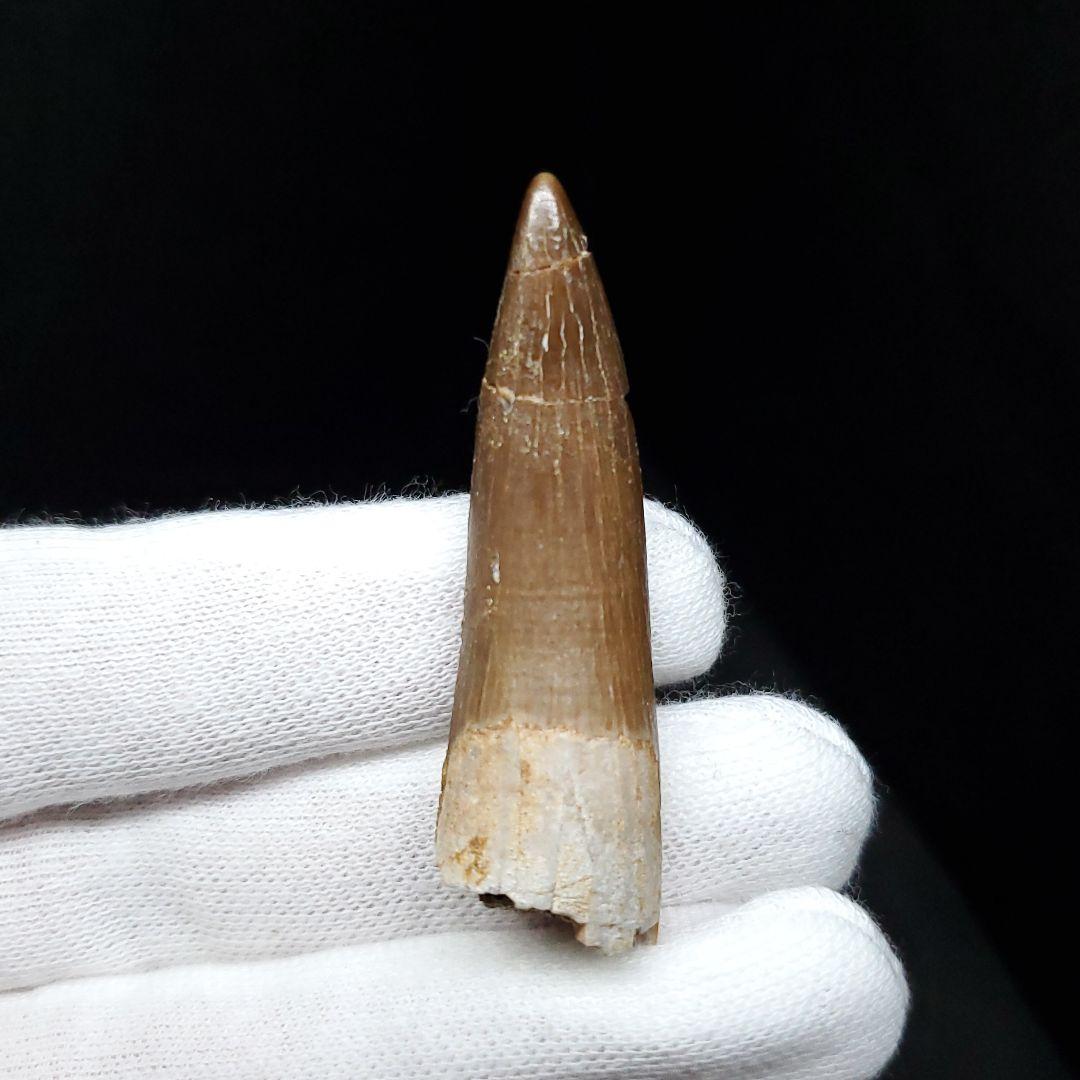 プレシオサウルス 化石 歯 本物 モロッコ産 48.5mm ケース付き pr99