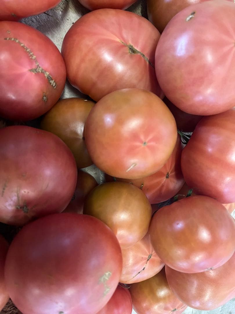 あきです☺️16日(月)出荷‼️訳ありトマト9キロ以上