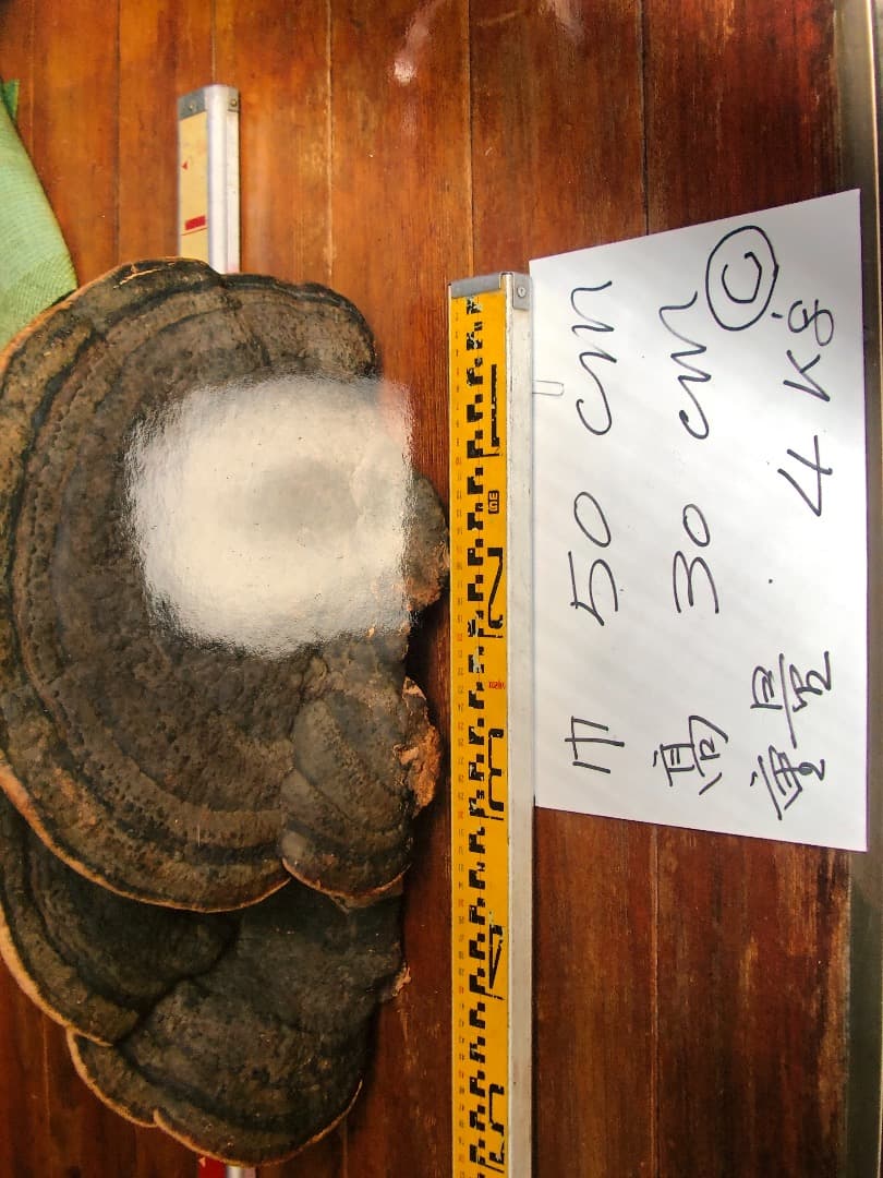 さるのこしかけ