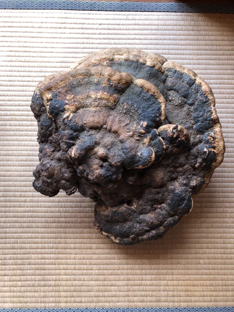 さるのこしかけ